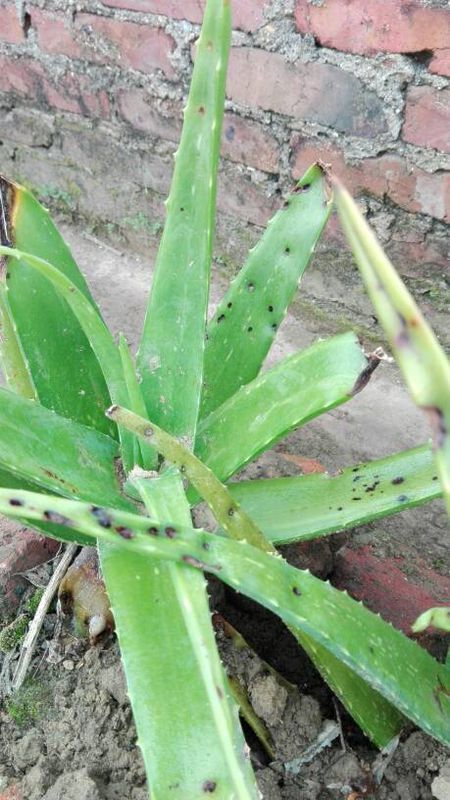 这是什么品种的芦荟?可以吃吗?还有黑斑的是