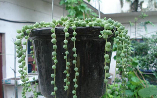 佛珠多肉植物怎么养_360问答