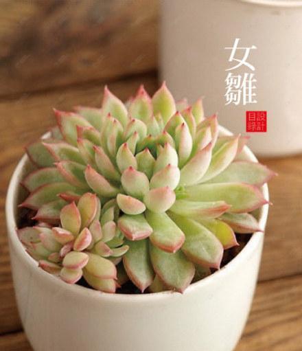 叶子末端有一点点红色的多肉植物_360问答