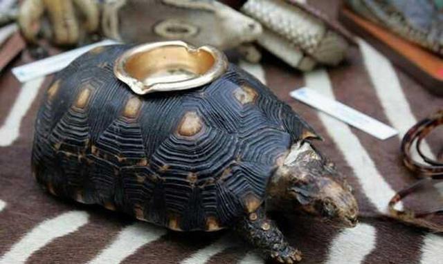 安检员带警犬巡查,狗狗箱子嗅来嗅去,打开箱子后愣住了!