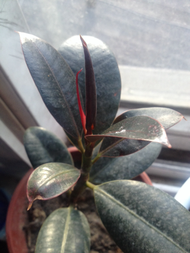 我的橡皮树叶子怎么这么小啊_360问答