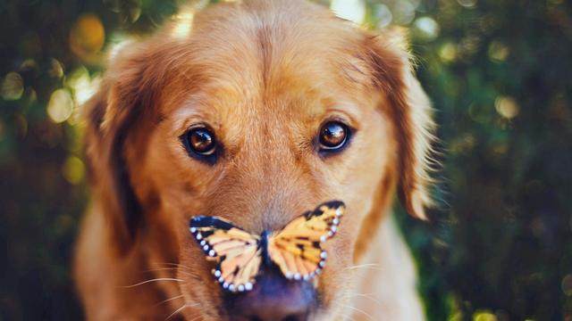 属狗人6月健康,爱情,财运分析,很准!