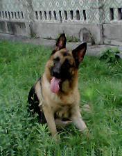 请问 德牧的颜色有哪些?英文名字是怎么?_36