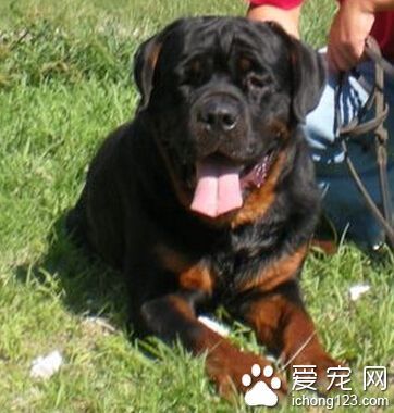 罗威纳犬护主吗 对主人非常有感情_360问答