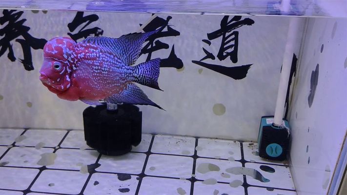 1米魚缸養(yǎng)什么魚好呢圖片（1米魚缸養(yǎng)什么魚好呢圖片大全）