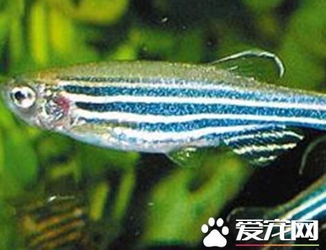 斑马鱼能混养吗没有攻击性的小型鱼_360问答