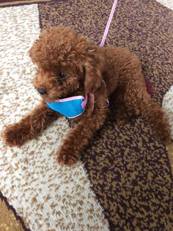 被五个月的泰迪狗狗趴床边 抓伤我脚指了 破皮