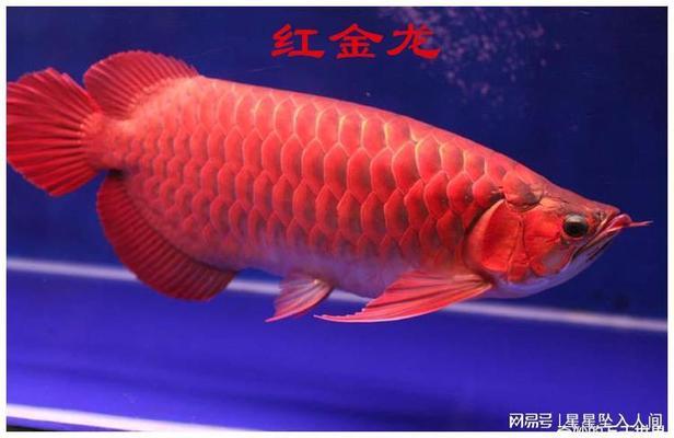 塑料瓶做魚缸過(guò)濾器 水族問(wèn)答