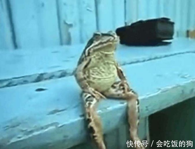 男子从外面回来,发现一只青蛙坐在台阶上,细看后惊讶不已