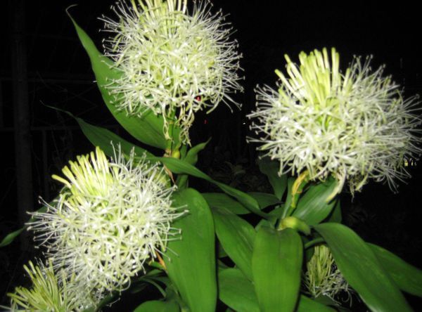 富贵竹养多久才能开花?_360问答