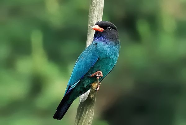 请问这是什么鸟?_360问答