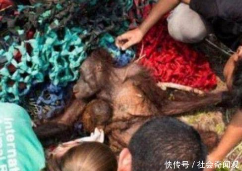 一场森林大火过后,救援人员发现一具尸体,走近后让所有人哽咽了