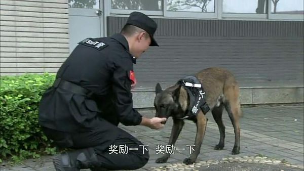 狗狗为人类造福,边防检查,缉毒,还能看门护家,逗
