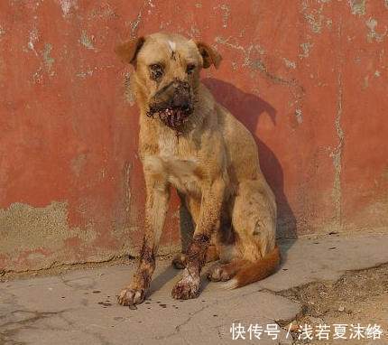 狗被人用刀划烂嘴,嘴角一直在滴血,牙几乎都没了