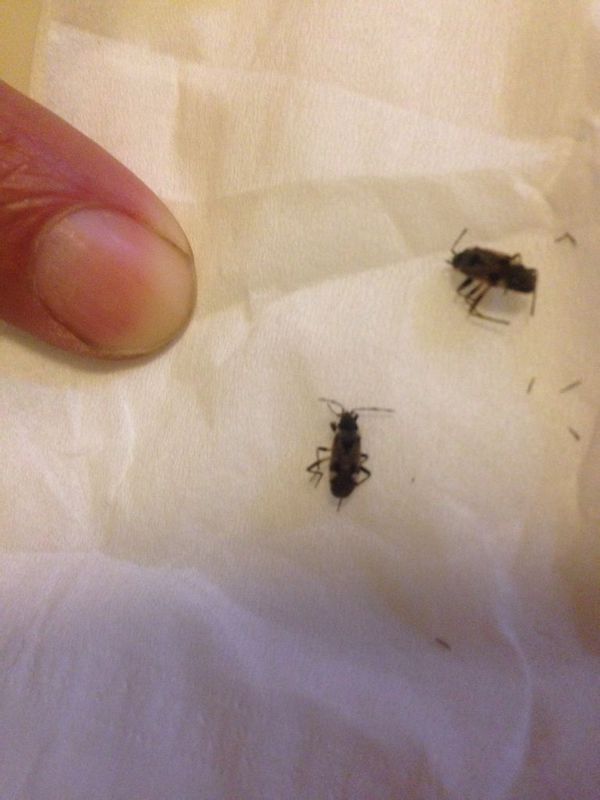 请问大家这是什么虫子?蟑螂药不管用,杀虫剂也