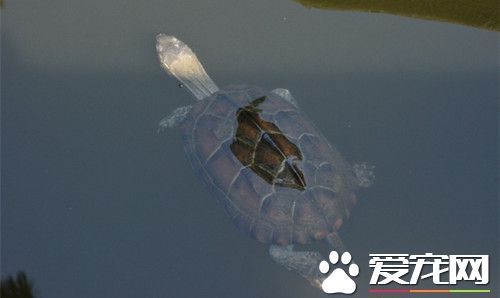 乌龟能活多长时间 一般都在80-120岁左右_36