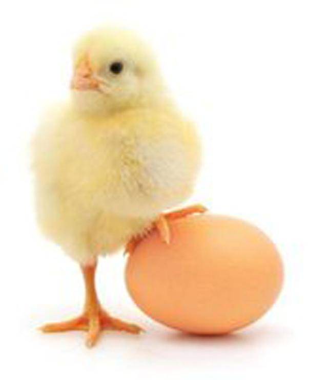 无壳孵化小鸡小茶缸 揭开"到底先有鸡还是先有蛋"的世界之谜?