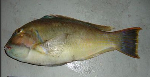 什么鸟不会飞,什么鱼不会游,什么人不会走。【