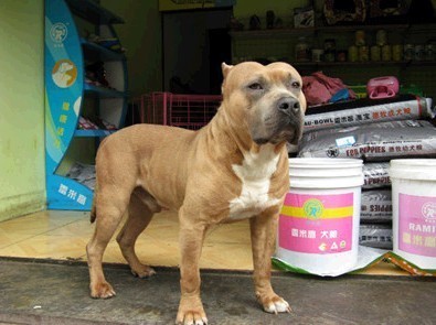 比特犬和美国斯塔福斗牛梗的区别?_360问答