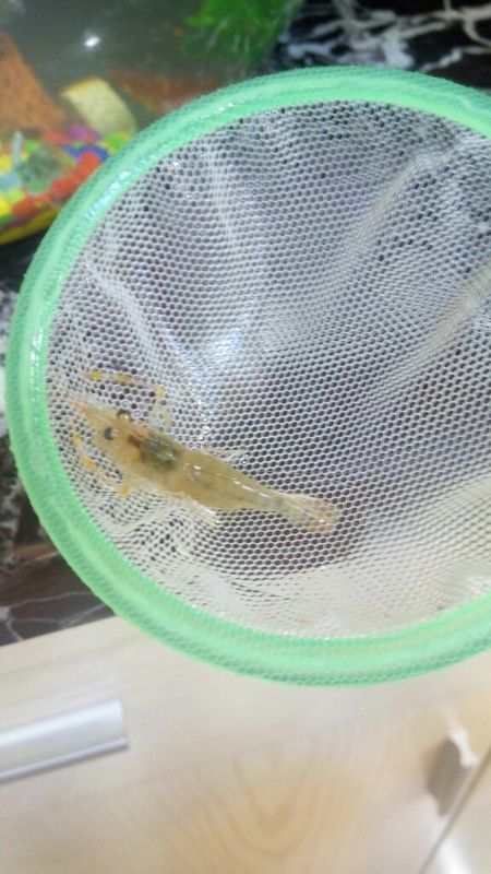 这种河虾能跟米奇,红箭一起混养吗?_360问答