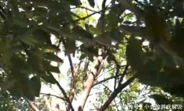 这种植物,果实像 毛毛虫 不能生吃,加工成药材一