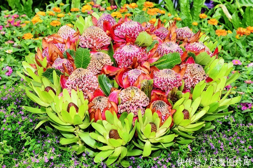 全世界最富贵华丽普蒂亚花，帝王花图片欣赏