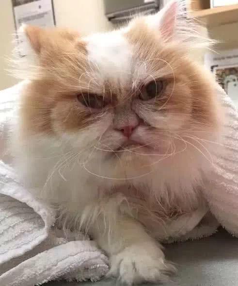 波斯猫整天一脸不爽,感觉对谁都很凶,主人却说这猫咪是开心果 澳门网络赌博平台