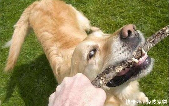 狗狗狂犬病有5种症状,如果超过三种,说明已经