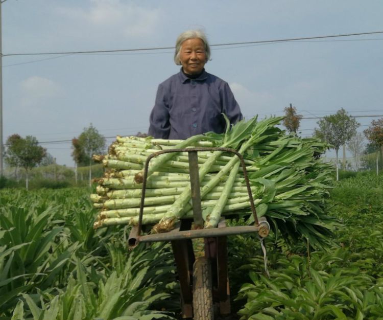 亩产7000元的农作物，很多人都没见过，种植户又恨又爱