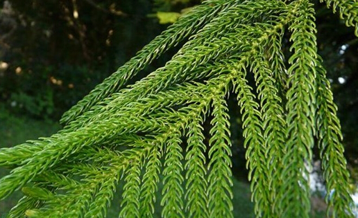 请问这是什么树?_360问答