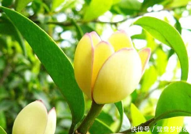 家里再穷也要养这盆花,香味儿可以当饭吃,烦恼