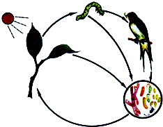 如图为生态系统各成分之间的相互关系,据图分