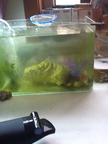 这吗大的一个鱼缸,养了四条锦鲤,每天打氧气多长时间