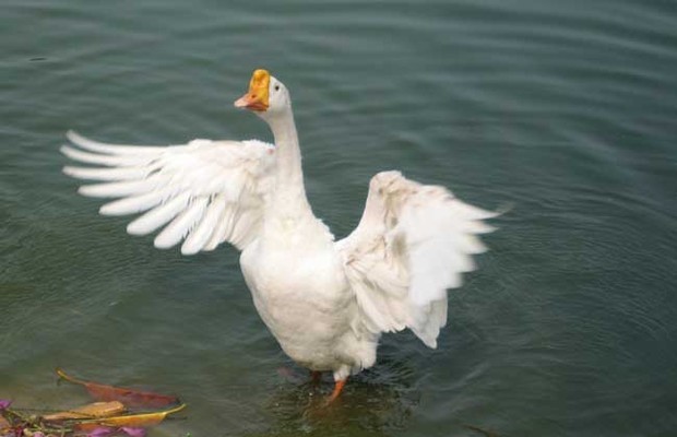 狮头鹅饲养管理技术_360问答