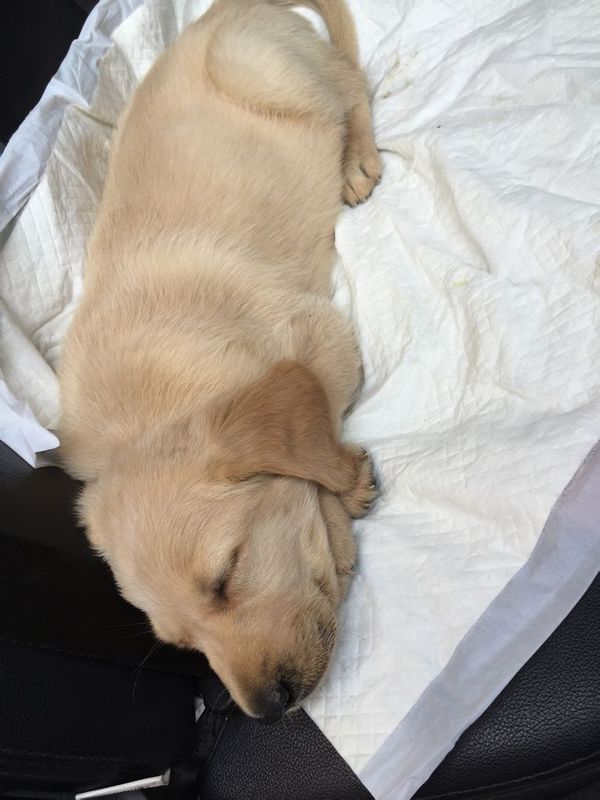 我家狗狗前天流鼻涕咳嗽打了两天头孢针,昨天