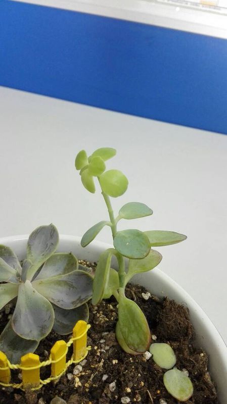 我种的多肉白姬之舞为什么叶子一碰就掉?是嫩