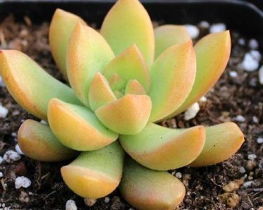 多肉黄丽砍头后砍掉的部分怎么处理才会生根啊