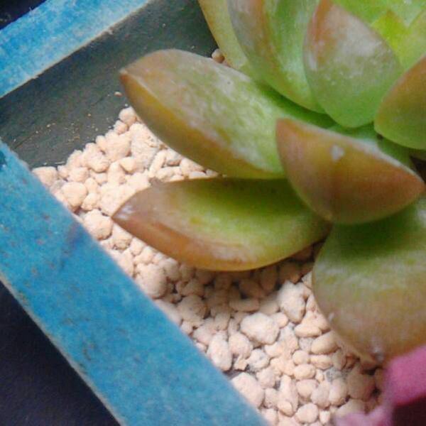 多肉黄丽底层有个叶片蔫了,而且变得很松,听说