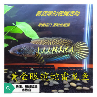 紅龍魚燈光的擺放問(wèn)題有哪些（紅龍魚燈光怎么擺放）