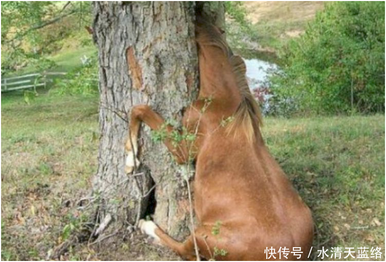 男子骑马出游,不料马对着树快速冲撞!男子看到树后吓出一身汗!