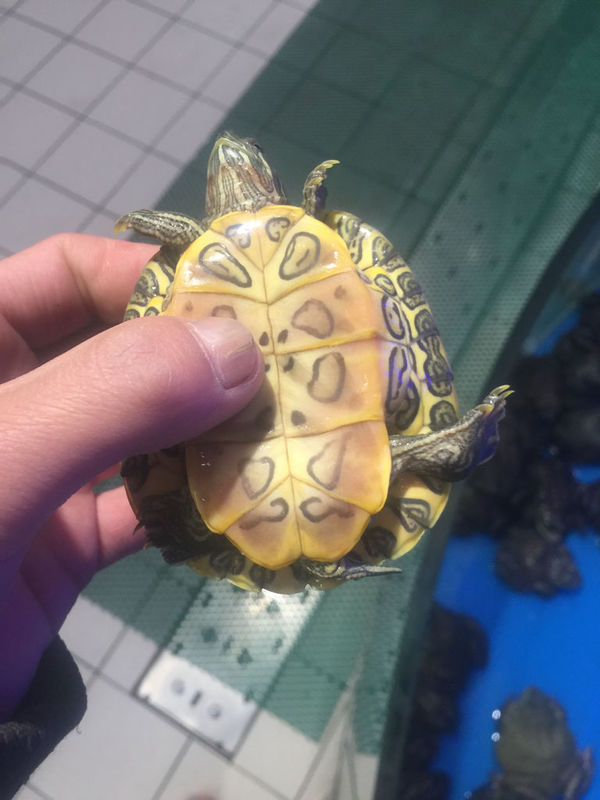 新买了一对巴西龟为什么放在水里就不动了,要