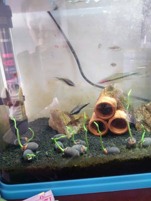 我的碗莲长成这样了,要不要把种壳全部挖掉直