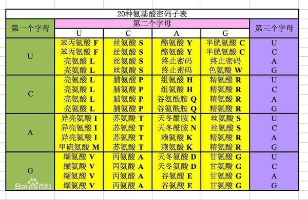 谷氨酸的密码子都有什么_360问答