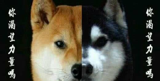 柴犬难为情表情包