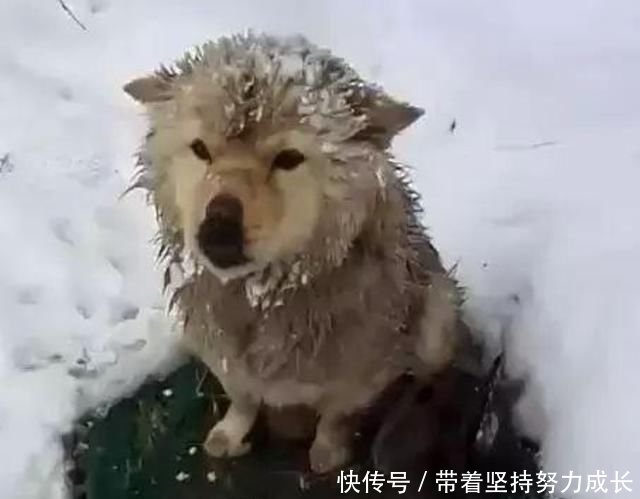 流浪狗在雪地里冻得发抖却不肯走,路人上前查