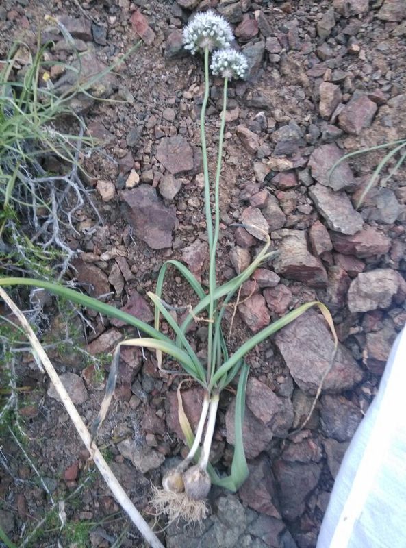 谁知道这是什么植物,花像韭菜花,根像贝母,是在
