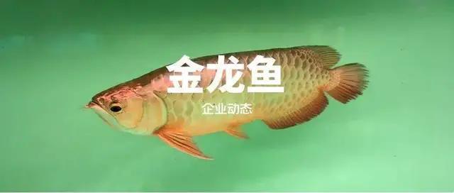 龍魚得寄生蟲能自愈嗎視頻播放下載（龍魚得寄生蟲能自愈嗎視頻播放下載）