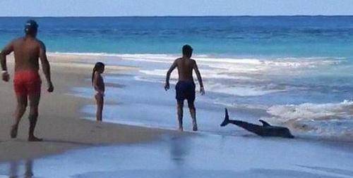 Aly意识到，首先必须要让海豚冷静下来，才能把它弄回海里。