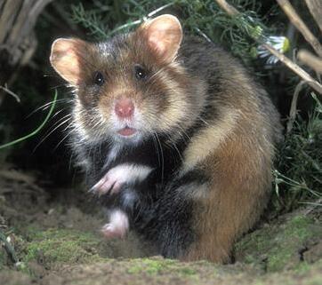 仓鼠熊类品相排名大家排下_360问答