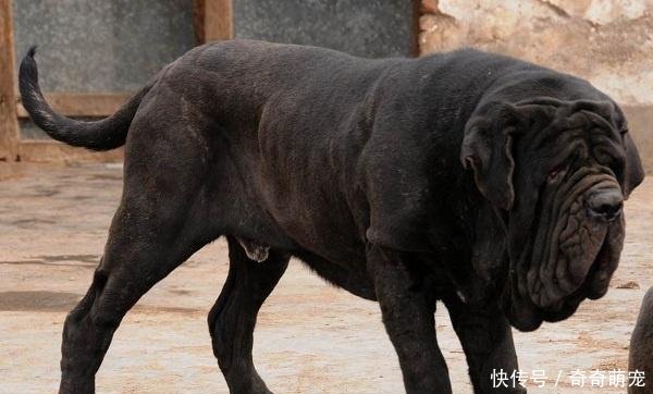 世界十大凶犬最新排名,很多国家都严禁饲养